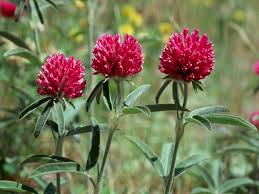 Attēlu rezultāti vaicājumam “Trifolium alpestre flower”