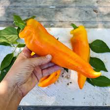 Afbeeldingsresultaat voor marconi golden sweet pepper