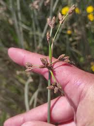 Attēlu rezultāti vaicājumam “Schoenoplectus lacustris subsp. glaucus”