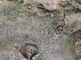 Attēlu rezultāti vaicājumam “Fellhanera subtilis”