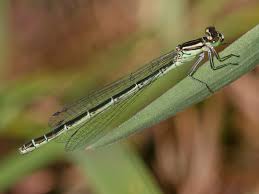 Attēlu rezultāti vaicājumam “Coenagrion hastulatum”