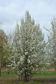 Attēlu rezultāti vaicājumam “Pyrus communis”