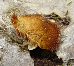 Attēlu rezultāti vaicājumam “Dichomitus campestris”