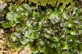 Attēlu rezultāti vaicājumam “Orthotrichum cupulatum var. riparium”