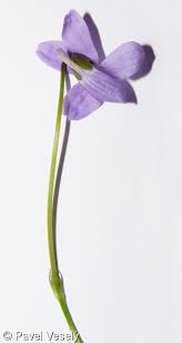 Attēlu rezultāti vaicājumam “Viola hirta”