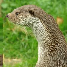 Image result for Eltham Otters