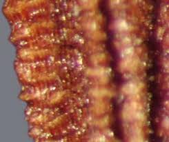 Attēlu rezultāti vaicājumam “Sonchus arvensis subsp. uliginosus fruit”