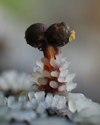 Attēlu rezultāti vaicājumam “Physarum luteolum macro”