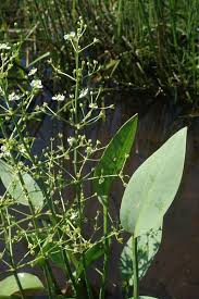Attēlu rezultāti vaicājumam “Alisma plantago-aquatica leaf”