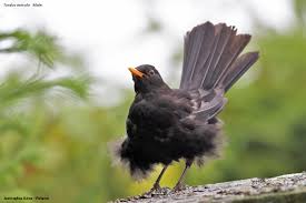 Attēlu rezultāti vaicājumam “Turdus merula male”