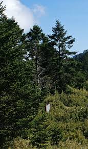 Attēlu rezultāti vaicājumam “Abies mariesii”