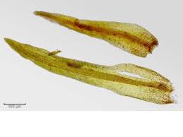 Attēlu rezultāti vaicājumam “Seligeria donniana”