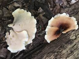 Attēlu rezultāti vaicājumam “Polyporus badius”