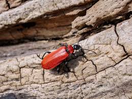 Attēlu rezultāti vaicājumam “Lycogala conicum sessile”