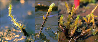 Attēlu rezultāti vaicājumam “Scorpidium scorpioides”