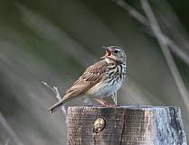 Attēlu rezultāti vaicājumam “Anthus trivialis adult”