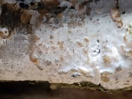 Attēlu rezultāti vaicājumam “Exidia cartilaginea”