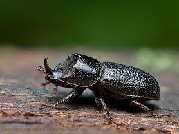 Attēlu rezultāti vaicājumam “Sinodendron cylindricum”