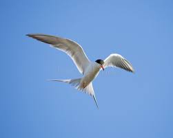 Image result for Sterna forsteri
