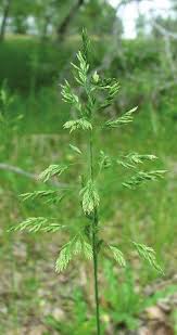 Attēlu rezultāti vaicājumam “Poa compressa leaf”