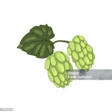 Attēlu rezultāti vaicājumam “Humulus lupulus fruit”