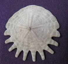 Attēlu rezultāti vaicājumam “Retinia resinella exuvia”