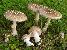 Attēlu rezultāti vaicājumam “fungi”