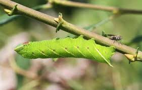 Attēlu rezultāti vaicājumam “Smerinthus ocellata”