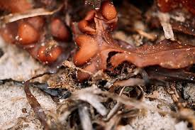 Attēlu rezultāti vaicājumam “Craterium minutum young”