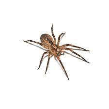 Image result for spider