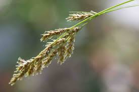 Attēlu rezultāti vaicājumam “Carex appropinquata fruit”