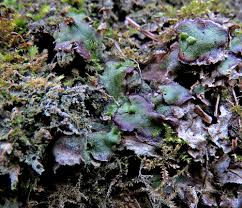 Attēlu rezultāti vaicājumam “Bilimbia tetramera”