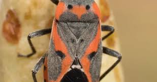 Attēlu rezultāti vaicājumam “Lygaeidae”