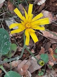 Attēlu rezultāti vaicājumam “Hieracium murorum flower”