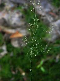 Attēlu rezultāti vaicājumam “Poa palustris leaf”