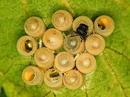 Attēlu rezultāti vaicājumam “Hymenoptera”