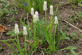 Attēlu rezultāti vaicājumam “Muscari botryoides flower”