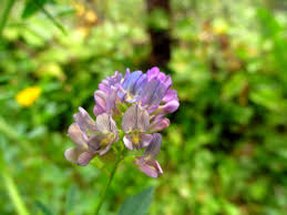 Attēlu rezultāti vaicājumam “Medicago x varia  flower”