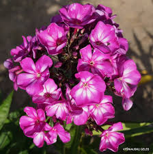 Image result for Phlox paniculata `Sweet Summer`