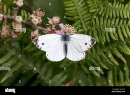 Attēlu rezultāti vaicājumam “Pieris napi male”