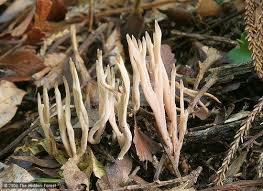 Attēlu rezultāti vaicājumam “Lentaria epichnoa”