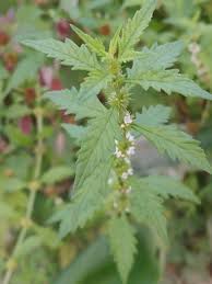 Attēlu rezultāti vaicājumam “Lycopus europaeus”