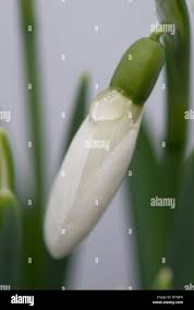 Attēlu rezultāti vaicājumam “Galanthus nivalis bud”