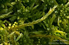 Attēlu rezultāti vaicājumam “Straminergon stramineum”