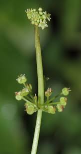 Attēlu rezultāti vaicājumam “Hydrocotyle vulgaris bud”
