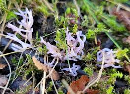 Attēlu rezultāti vaicājumam “Comatricha pulchella”