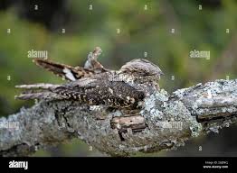 Attēlu rezultāti vaicājumam “Caprimulgus europaeus”