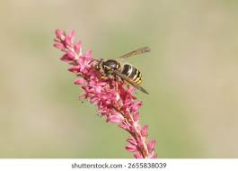 Attēlu rezultāti vaicājumam “Dolichovespula media”