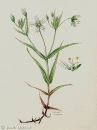 Attēlu rezultāti vaicājumam “Stellaria holostea fruit”