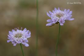 Image result for Scabiosa canescens
